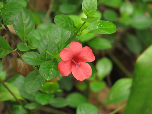 Barleria repens